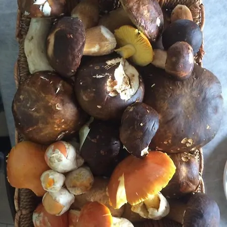 Alloggio per agriturismo Terra *